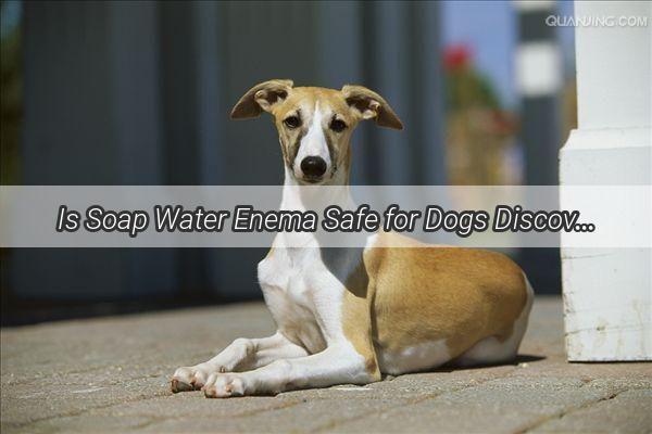 Is Soap Water Enema Safe for Dogs Discover the Truth Behind This Controversial Practice